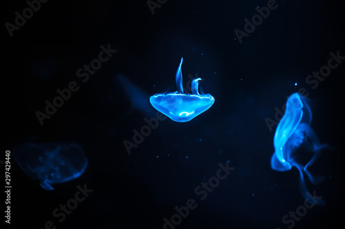 Pale transparent sea jellyfish on black, illuminated by neon light. Copyspace.