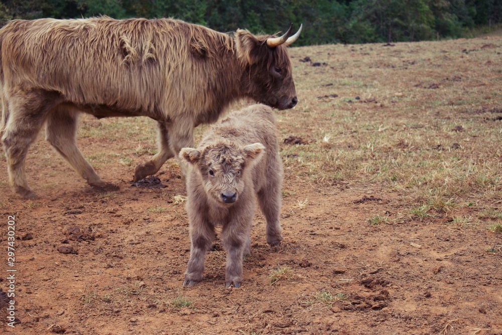 Highland cow in background with calf in forefront. Highland cow in background with calf in forefront.