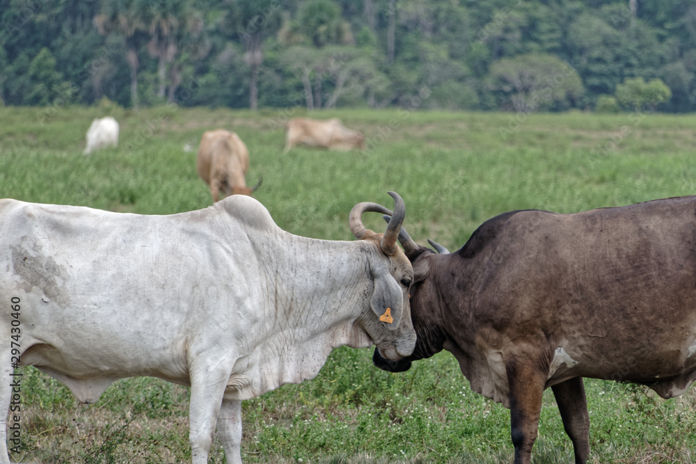 Une grande entente entre les zébus Brahman - Macouria - Guyane française Une grande entente entre les zébus Brahman - Macouria - Guyane française