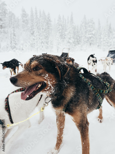 dog in snow