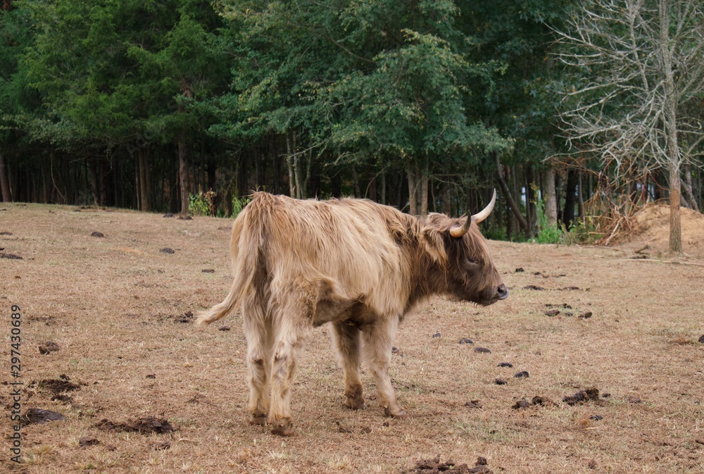 Cattle in foreground standing in field with trees in background. Cattle in foreground standing in field with trees in background.