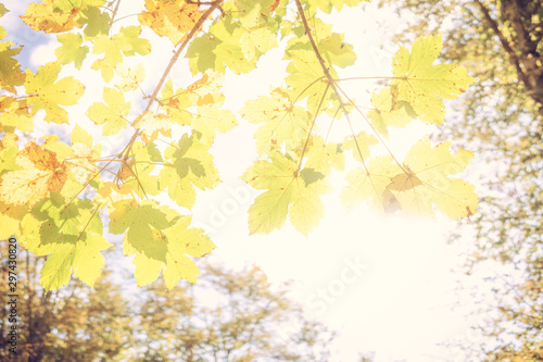 Bright background of colored leaves in autumn. Green, yellow and orange color