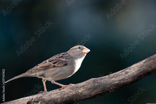 House sparrow female © ron