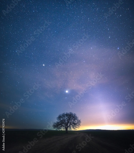 tree and the stars
