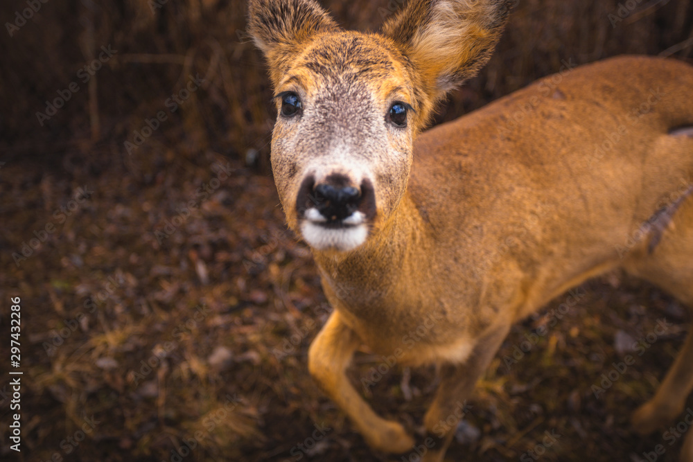 deer deer