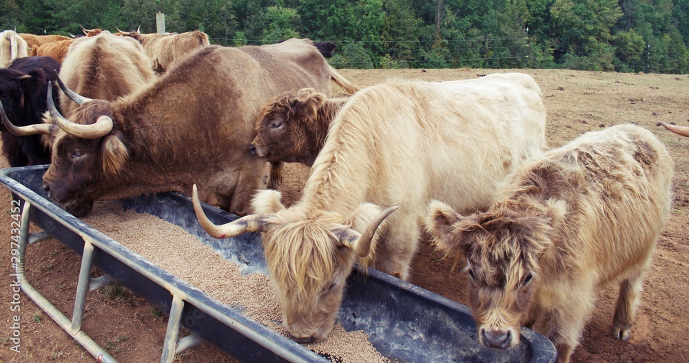 Highland Cows in field feeding from trough Highland Cows in field feeding from trough