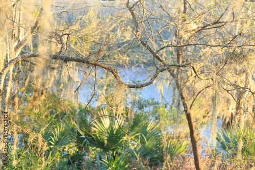 Texas Palmetto Palms and coastal river in late afternoon