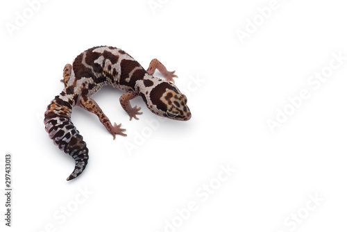 African fat tail gecko isolated on white background