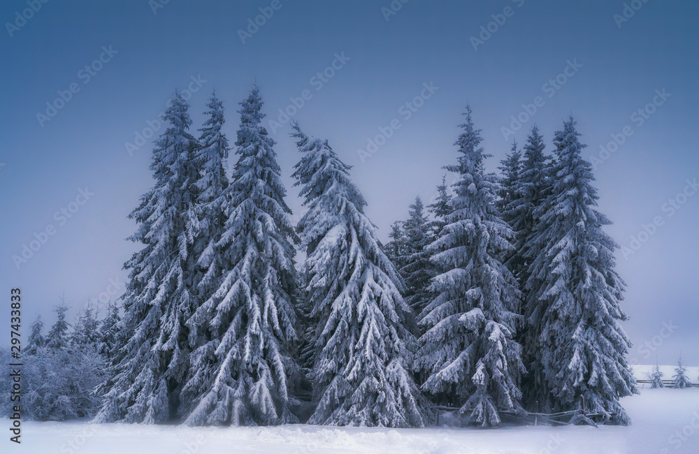 Fototapeta premium snow covered pine trees