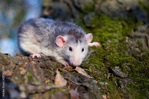 A cute rat dumbo in a forest. Symbol of the New Year. © Marina