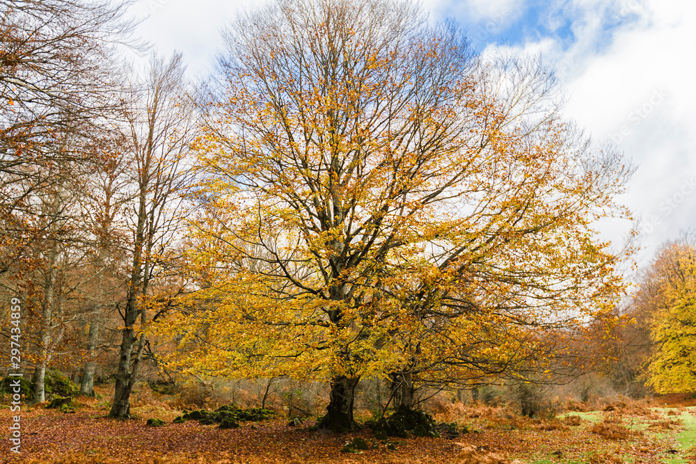 Autumn Landscape in the mountain range of Urbasa, Navarra. Spain