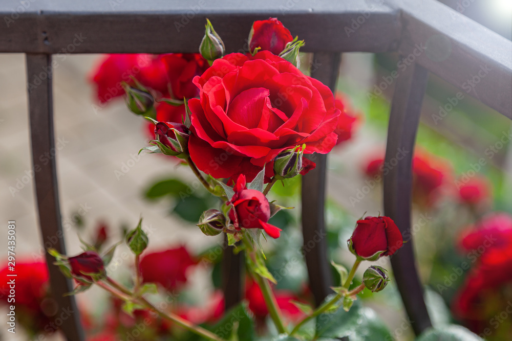 Large luxurious red rose bud on the background of a metal fence