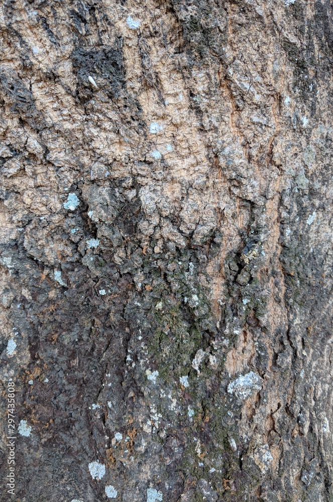 Natural tree bark texture background, old wooden background Natural tree bark texture background, old wooden background