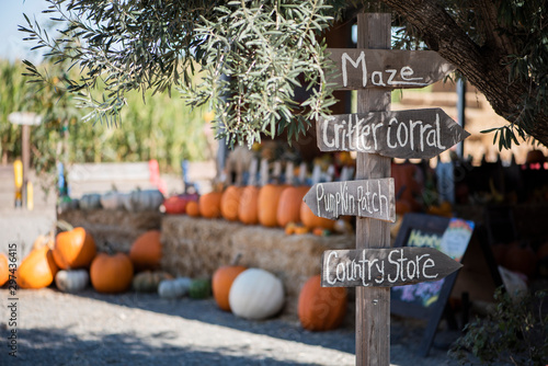Tablou pe pânză directional signpost in rural area with olive tree and group of pumpkins in back