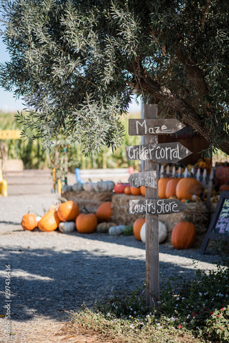 directional signpost in rural area with olive tree and group of pumpkins in background, pumpkin patch sign, fall season festivities