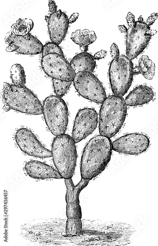 Optunia Tuna vintage illustration.