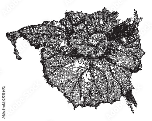 Begonia Countess Louise Erdoedy vintage illustration. photo