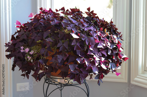 Oxalis triangularis, developed in Brazil, a year round indoor and outdoor plant with deep purple leave and a magnitude of pinkish lavender flowers photo
