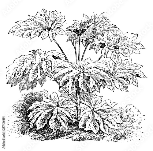 Fatsia, Paprifera, evergreen, shrubs, southern, Japan, Taiwan, bush, stems vintage illustration.