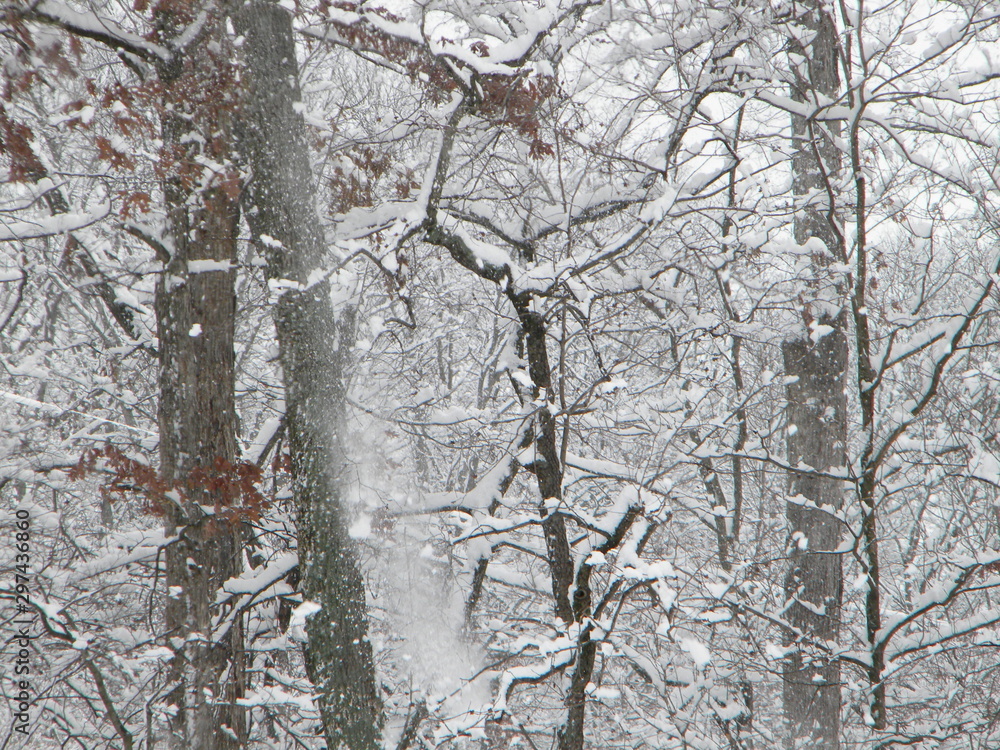 Fototapeta Snow-Covered Trees