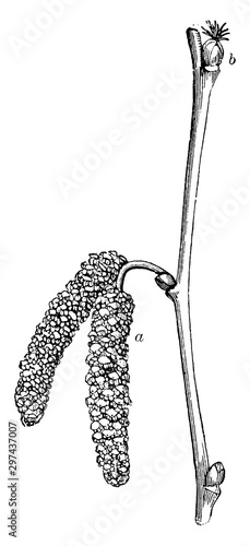 Leafless, Twig, Filbert, shrub, nuts, male, catkins, sessile, female, flowers vintage illustration.