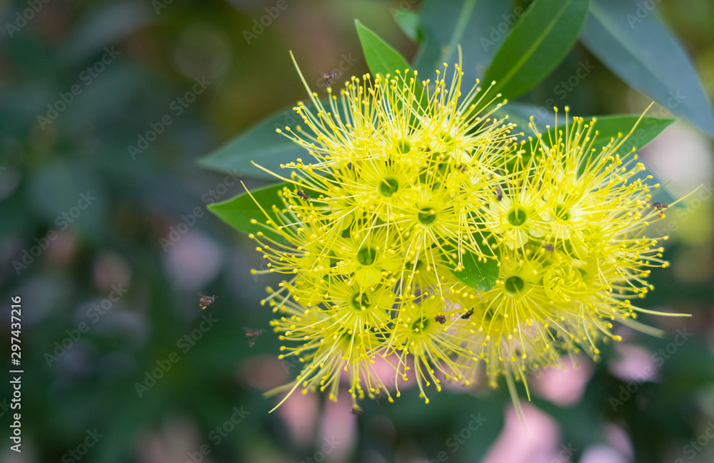 The Golden Penda Flower in The Garden in Thai Called Love at First Sight Flower The Golden Penda Flower in The Garden in Thai Called Love at First Sight Flower