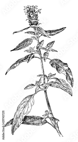 Self, heal, member, mint, family, looks, mint, lacks, minty, aromatic, fragrance, Eurasia vintage illustration.