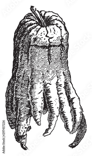 Fingered Citron vintage illustration.