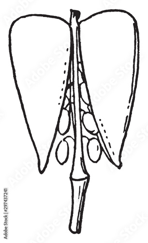 Silicule vintage illustration.