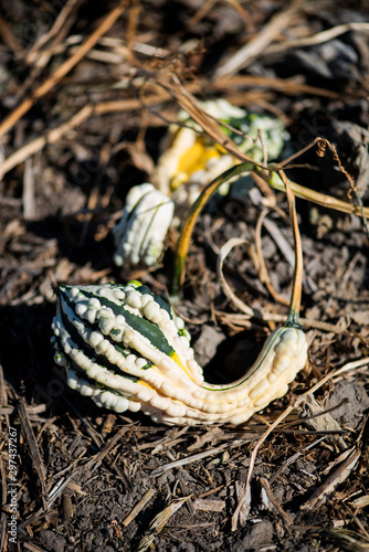 decorative crookneck gourds growing in field at pumpkin patch, variety of autumn pumpkins photo