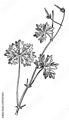 Awnless Geranium vintage illustration. photo