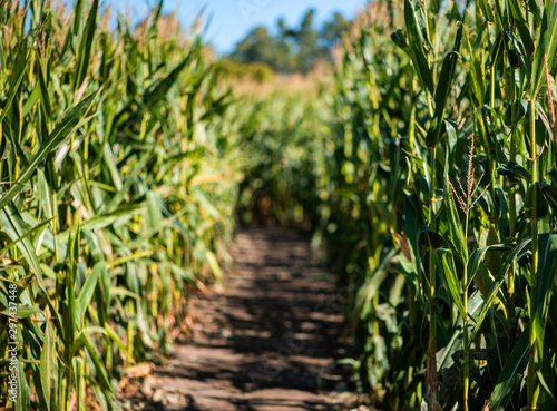 path in corn maze, pumpkin patch activities, corn field walkway, autumn cornfield, entering a maze, autumn family fun, halloween festivities 