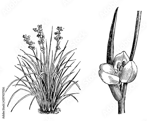 Habit and Portion of Detached Inflorescence of Libertia Formosa vintage illustration.