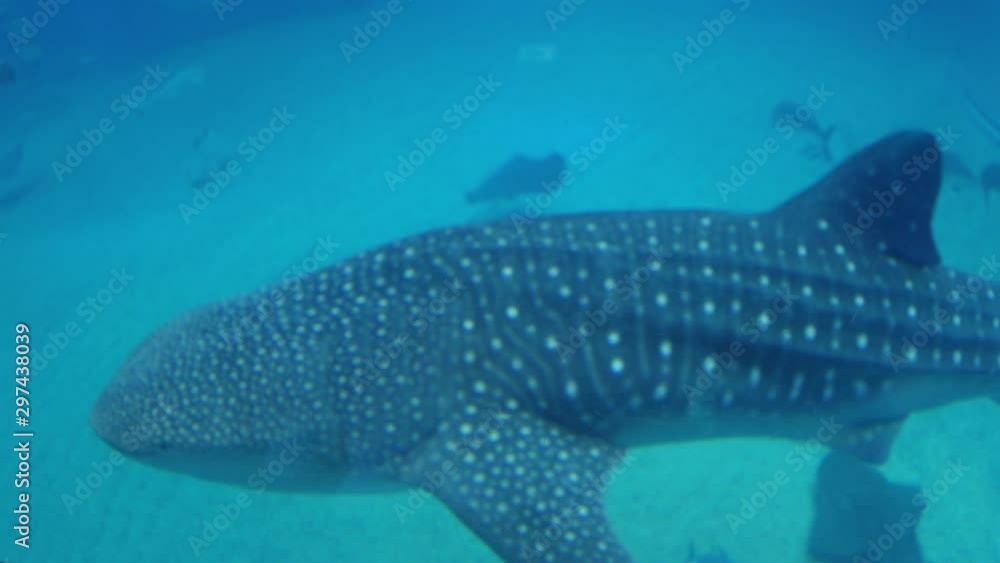 Shark Passes Camera in Slow Motion in Aquarium Shark Passes Camera in Slow Motion in Aquarium