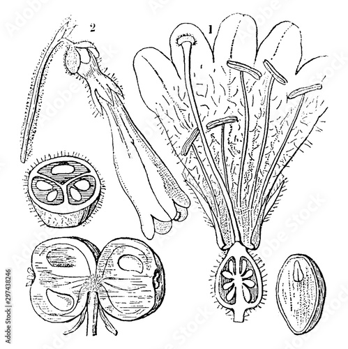 Twinflower vintage illustration.