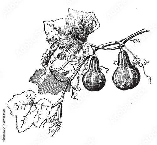 Gourd vintage illustration.