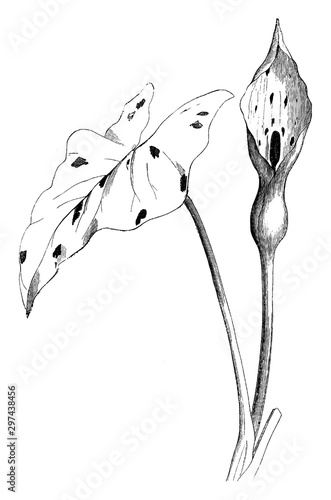 Arum Maculatum vintage illustration. photo