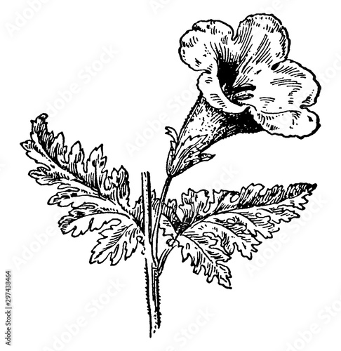 Fern-Leaved False Foxglove vintage illustration.