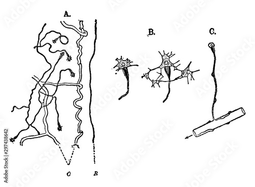 Protonephridium, vintage illustration.