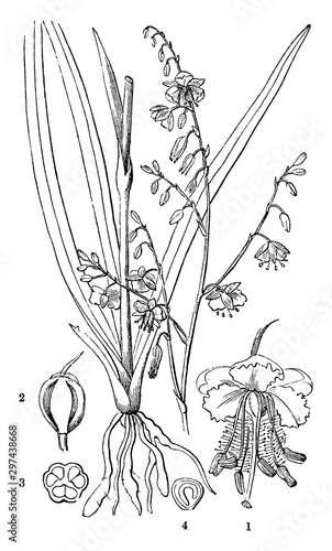 Pale Vanilla Lily vintage illustration. photo