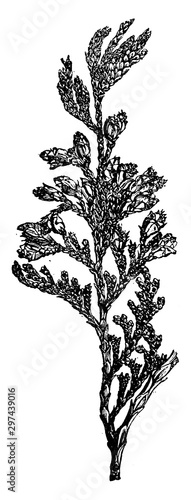 Thuja Standishii vintage illustration. photo