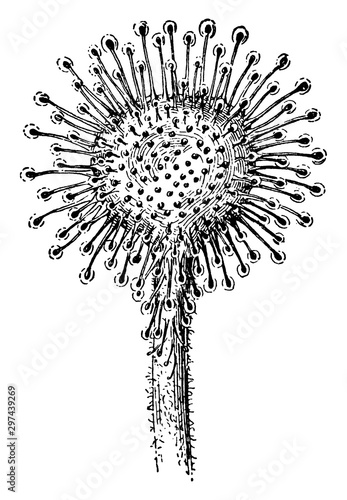 Sundew Leaf vintage illustration.