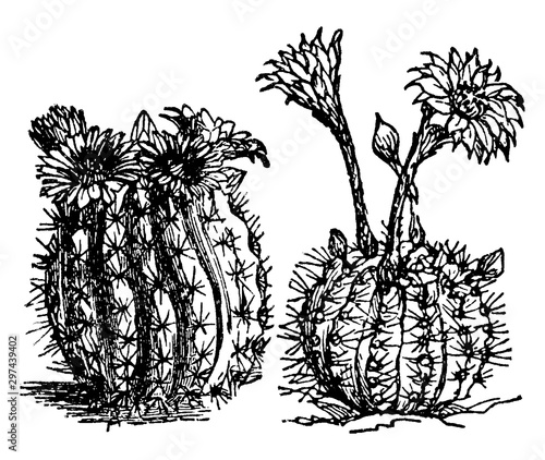 Cacti vintage illustration.