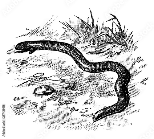 Four Toed Worm Lizard, vintage illustration. photo