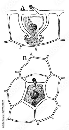 G. Pyriforme Hydatode vintage illustration. photo