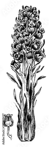 Snow Plant vintage illustration.