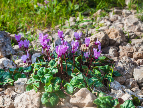 Sunlit cyclamens growing on a stone