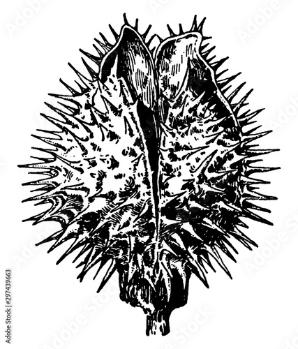 Datura Fruit vintage illustration.