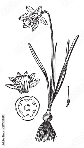 Daffodil vintage illustration.