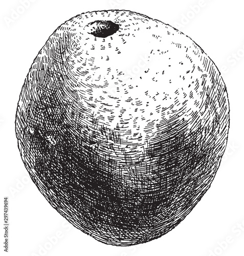 Fruit of Balsamocitrus Dawei vintage illustration.